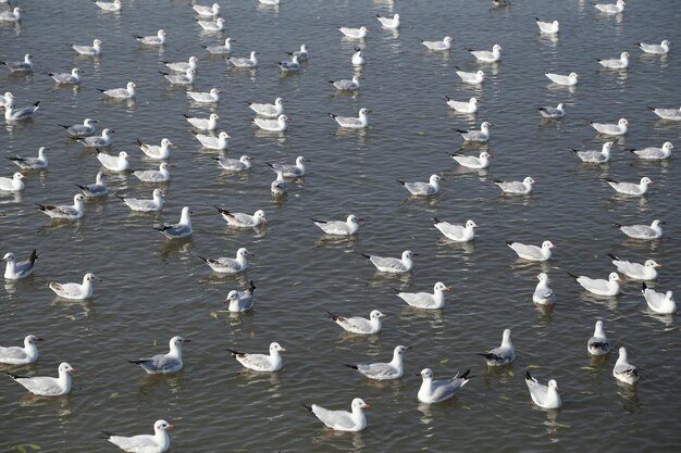 Photo high angle view of seagulls flying