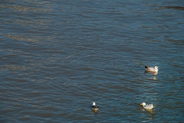 High angle view of seagulls swimming in lake