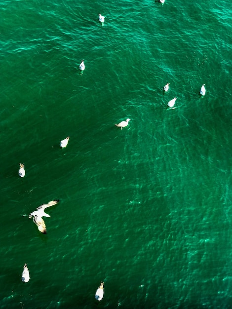 High angle view of seagulls swimming in sea