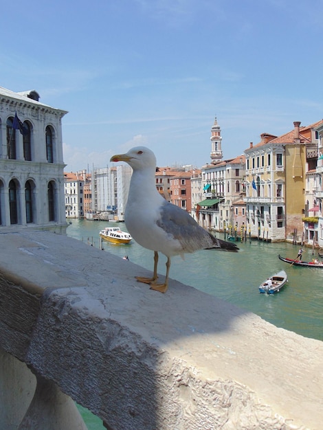 High angle view of seagulls