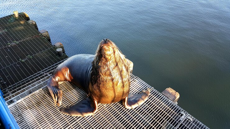 Photo high angle view of seal on jetty by lake