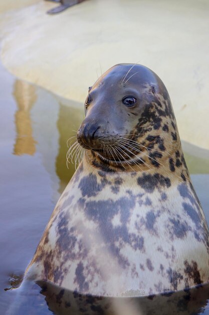 High angle view of seal swimming in lake