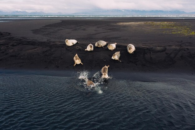 Foto vista ad alto angolo delle foche sulla spiaggia