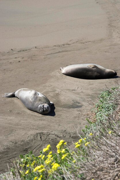 High angle view of seals on the sand