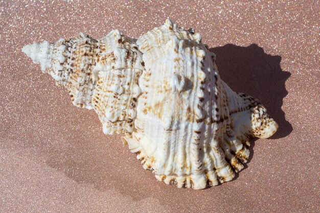 Photo high angle view of seashell on beach