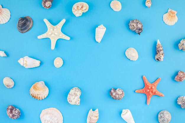 High angle view of seashell on blue table