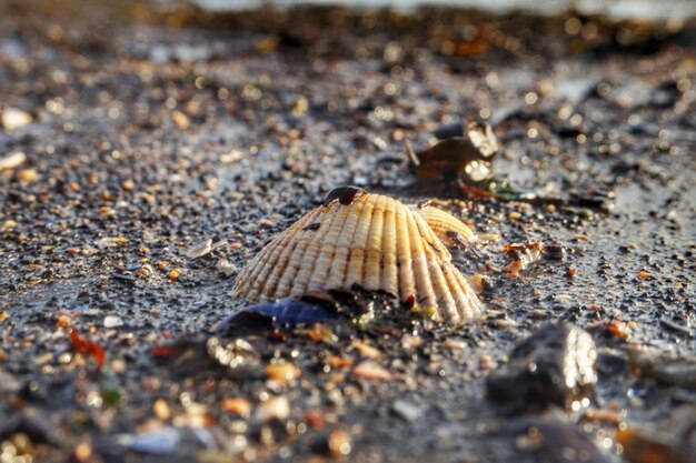 Foto vista ad alto angolo di una conchiglia sulla sabbia della spiaggia