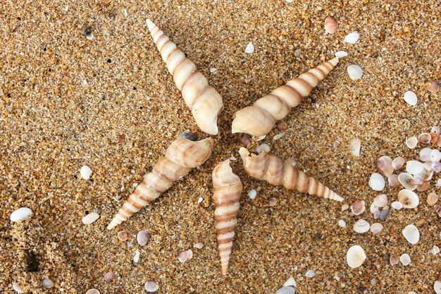 High angle view of seashells on beach