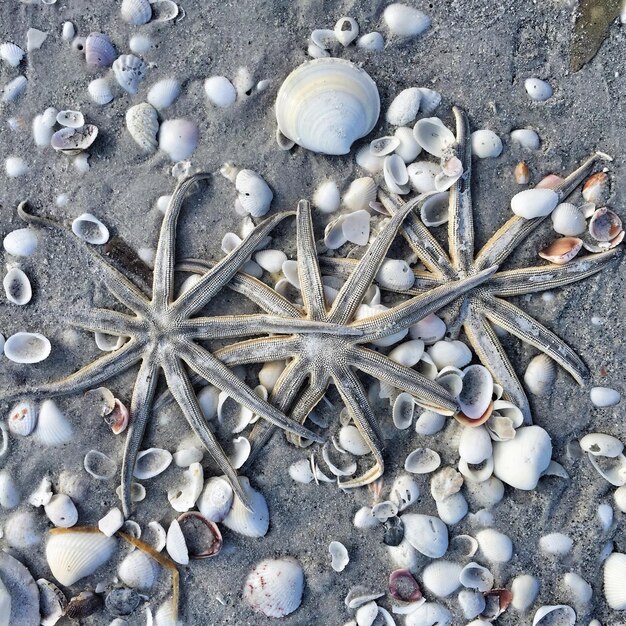 Photo high angle view of seashells on pebbles