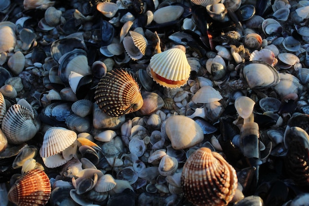 High angle view of seashells on pebbles