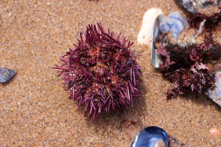 Photo high angle view of seaweeds at beach