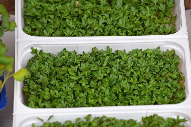 Photo high angle view of seedlings growing in tray