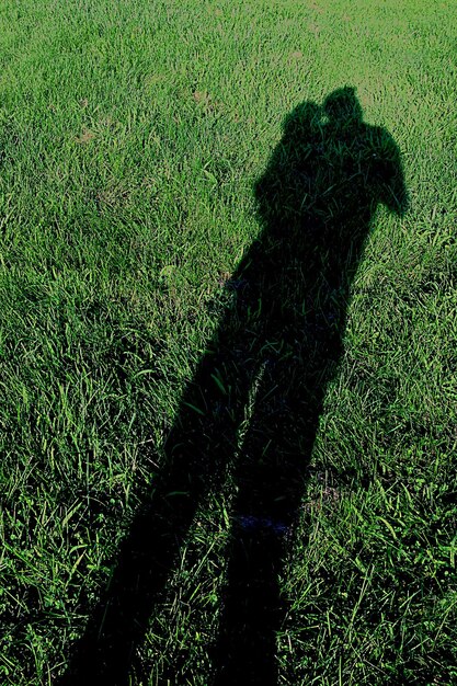 High angle view of shadow on grassy field