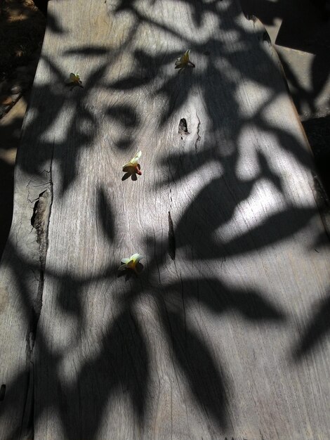 Photo high angle view of shadow on wall