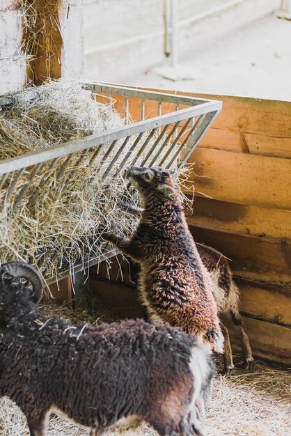 Photo high angle view of a sheep eating