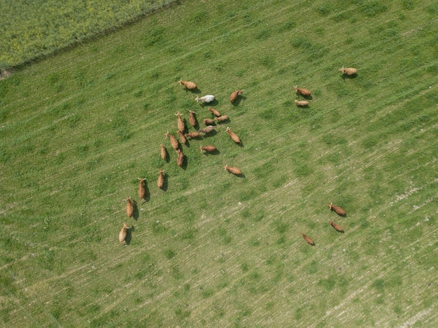 high angle view of sheep on grassy field