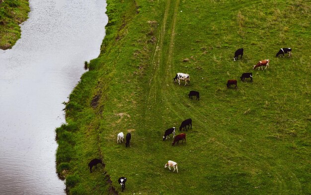 High angle view of sheep grazing in field