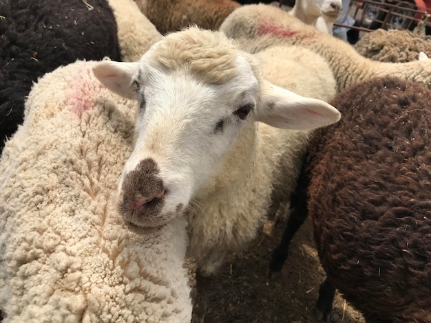 飼育場の羊の高角度の写真