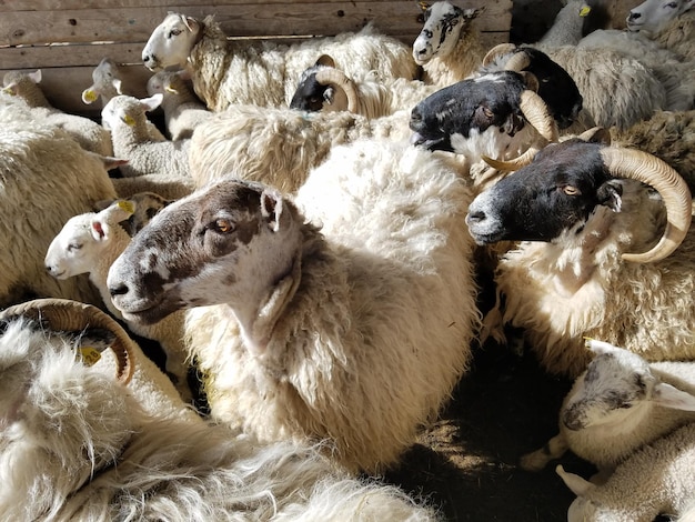 High angle view of sheep in pen