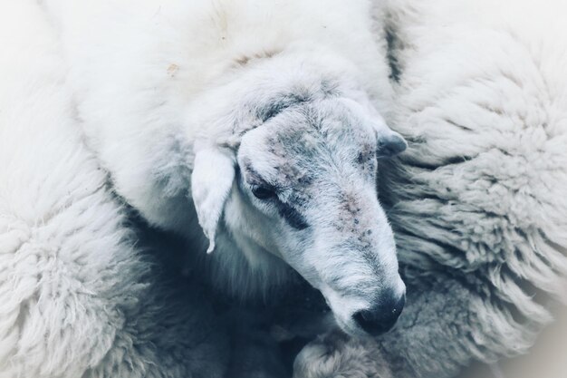 Photo high angle view of sheep