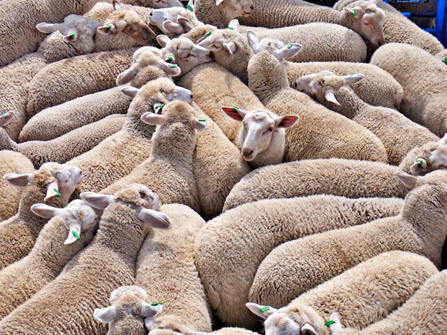 Photo high angle view of sheep