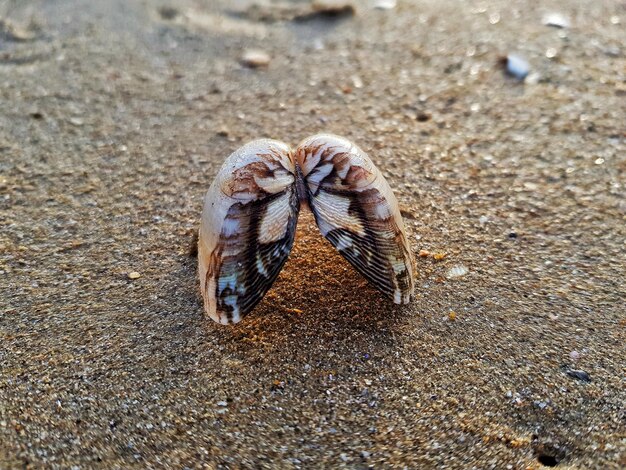 Photo high angle view of a shell on sand