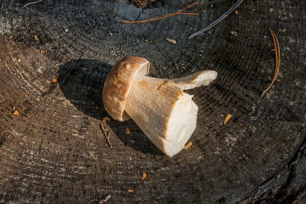 Photo high angle view of shell on wood