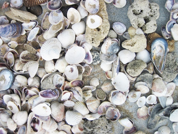 Photo high angle view of shells on beach