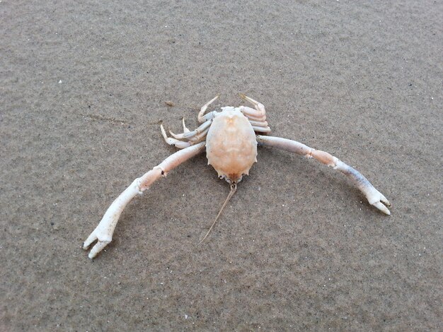 Foto vista ad alto angolo delle conchiglie sulla spiaggia