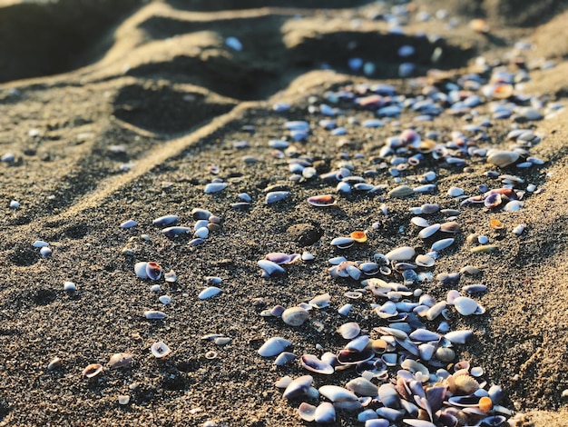 Foto vista ad alto angolo delle conchiglie sulla spiaggia