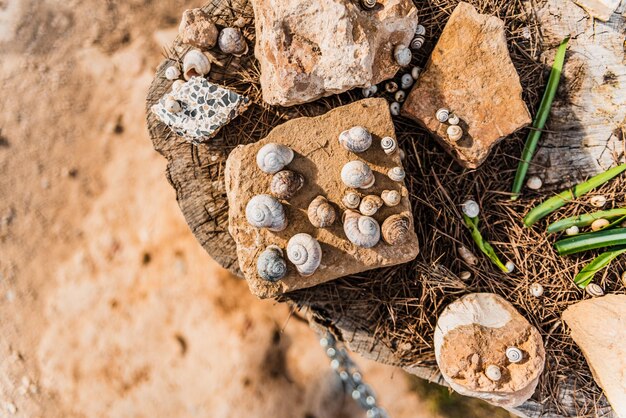 High angle view of shells on ground