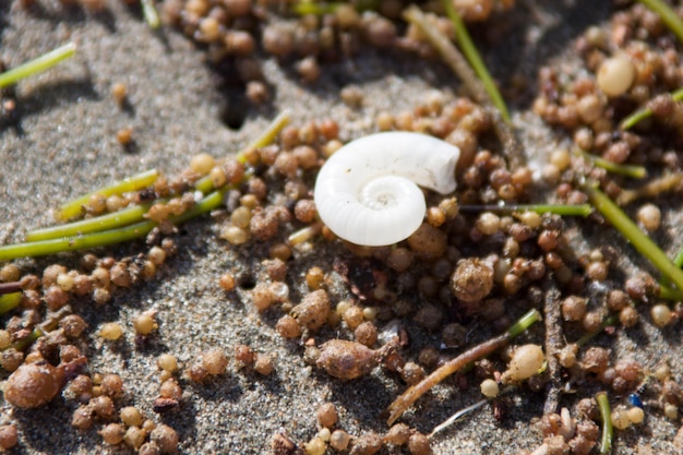 Photo high angle view of shells on ground