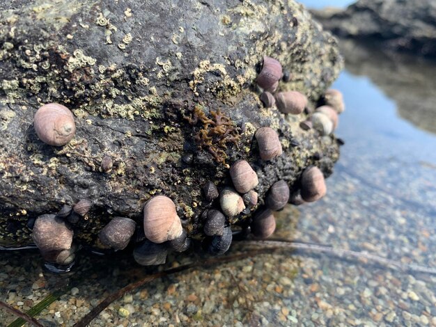 Photo high angle view of shells on rock see