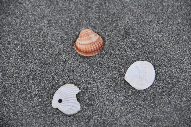 Foto vista ad alta angolazione delle conchiglie sulla sabbia