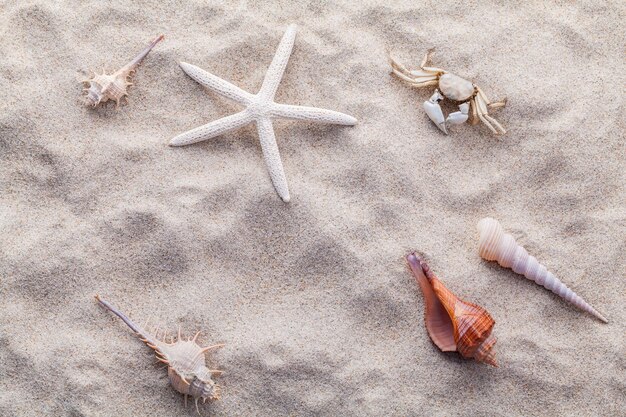 High angle view of shells on sand