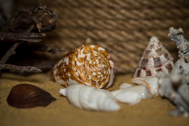 Photo high angle view of shells on table