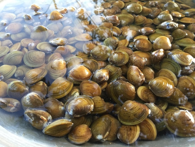 Foto vista ad alto angolo delle conchiglie in acqua