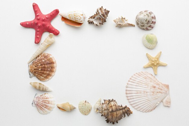 High angle view of shells on white background