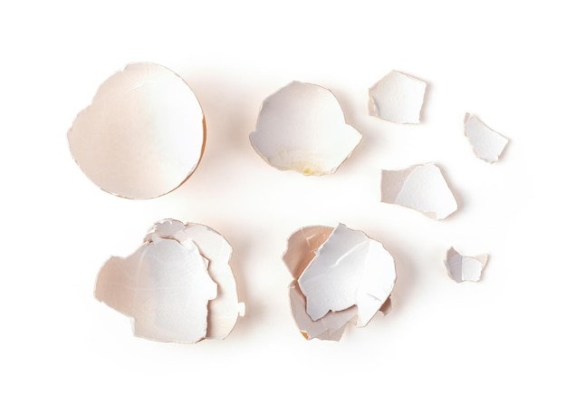 Photo high angle view of shells on white background