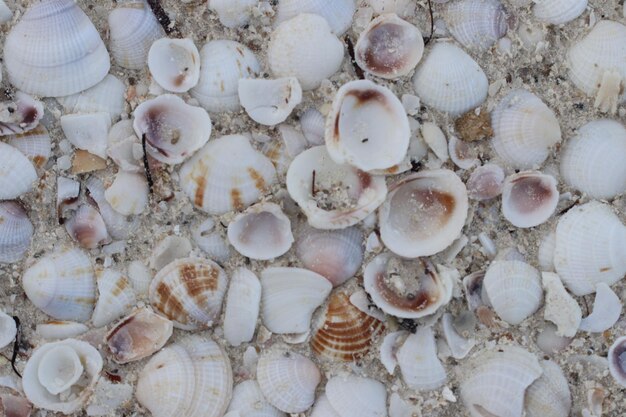 High angle view of shells