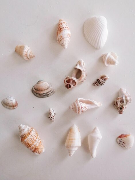 High angle view of shells