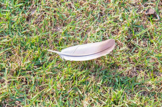 Photo high angle view of shoes on field