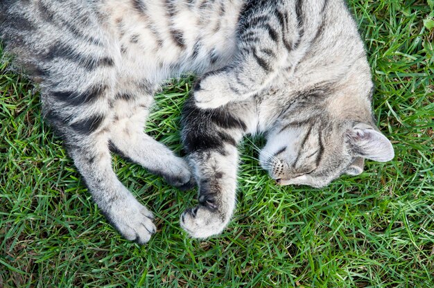 Foto vista ad alta angolazione di un gatto addormentato