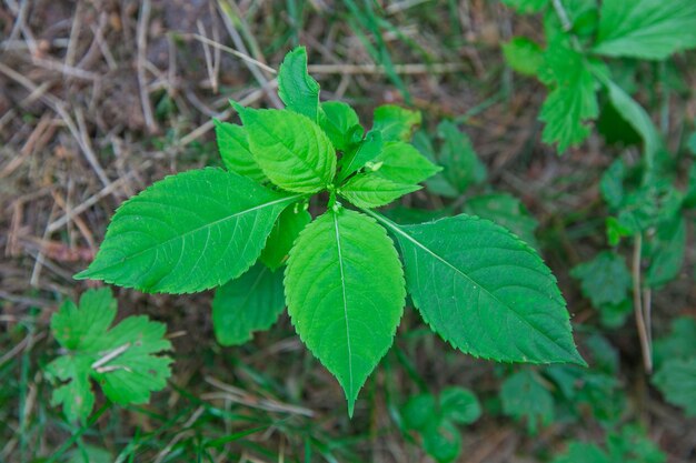 High angle view of small plant growing on field