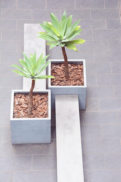 High angle view of small potted plant on table