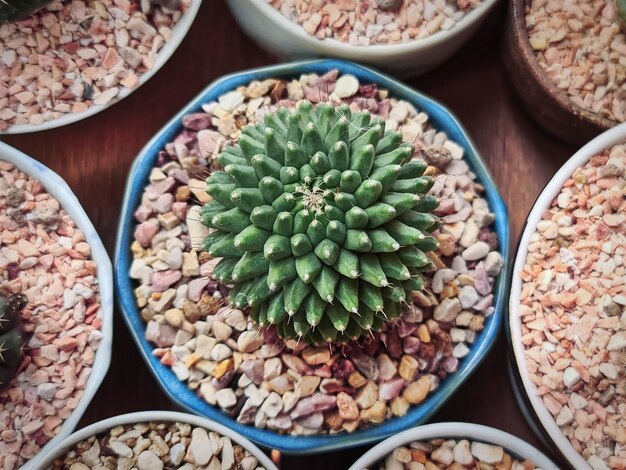 High Angle View of Small Succulent Plant with Red Brown Gravel Stones in Blue Cup