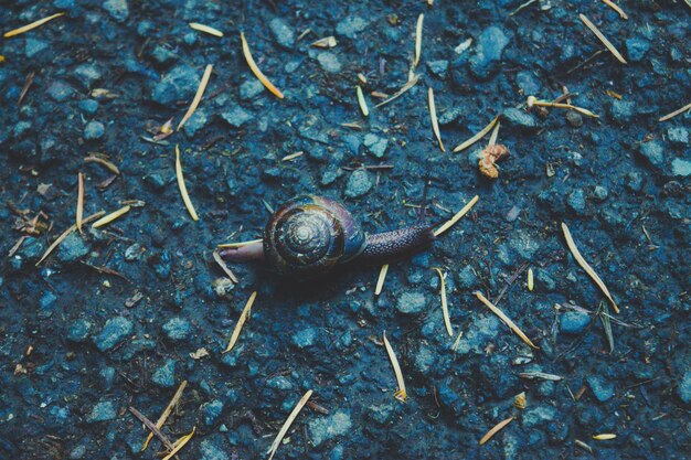 Photo high angle view of snail on land