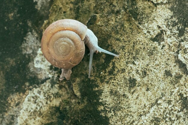 Photo high angle view of snail on leaf