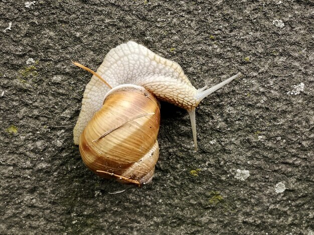 Photo high angle view of snail on road