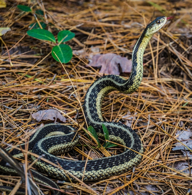 Photo high angle view of snake on field